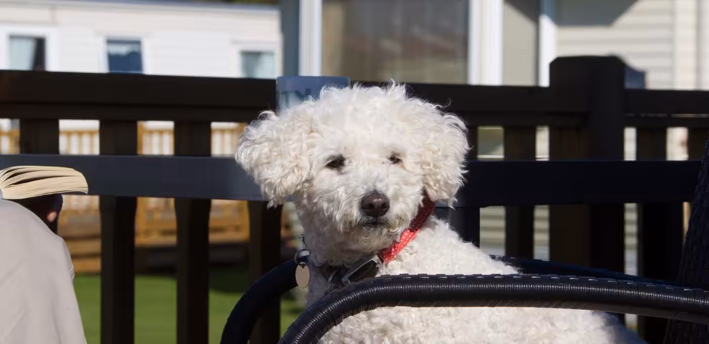 A dog-friendly holiday park