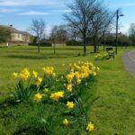 Daffodils in Edmundbyers