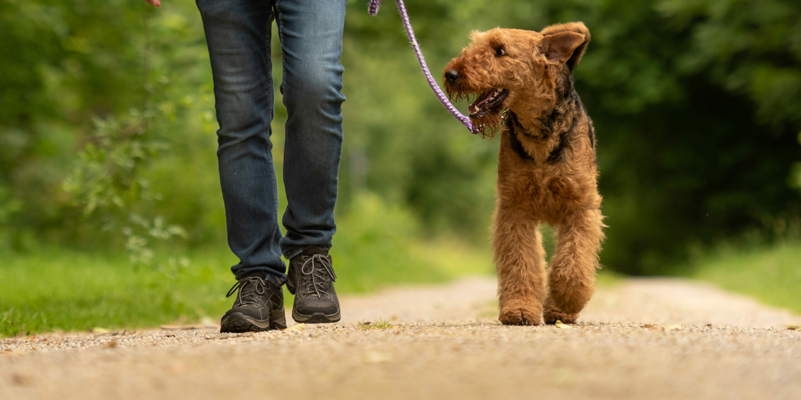 Dog-friendly places in Northumberland to visit