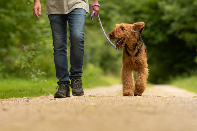 Dog-friendly places in Northumberland to visit